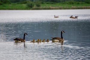 geese-family-with-little-babies-are-swimming-in-a-2023-11-27-05-33-56-utc